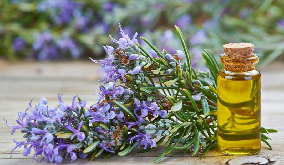 Olio di rosmarino per i capelli: benefici, uso e consigli pratici