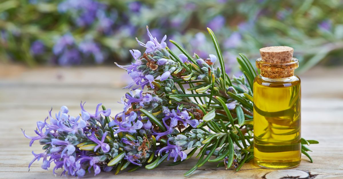 olio di rosmarino per i capelli