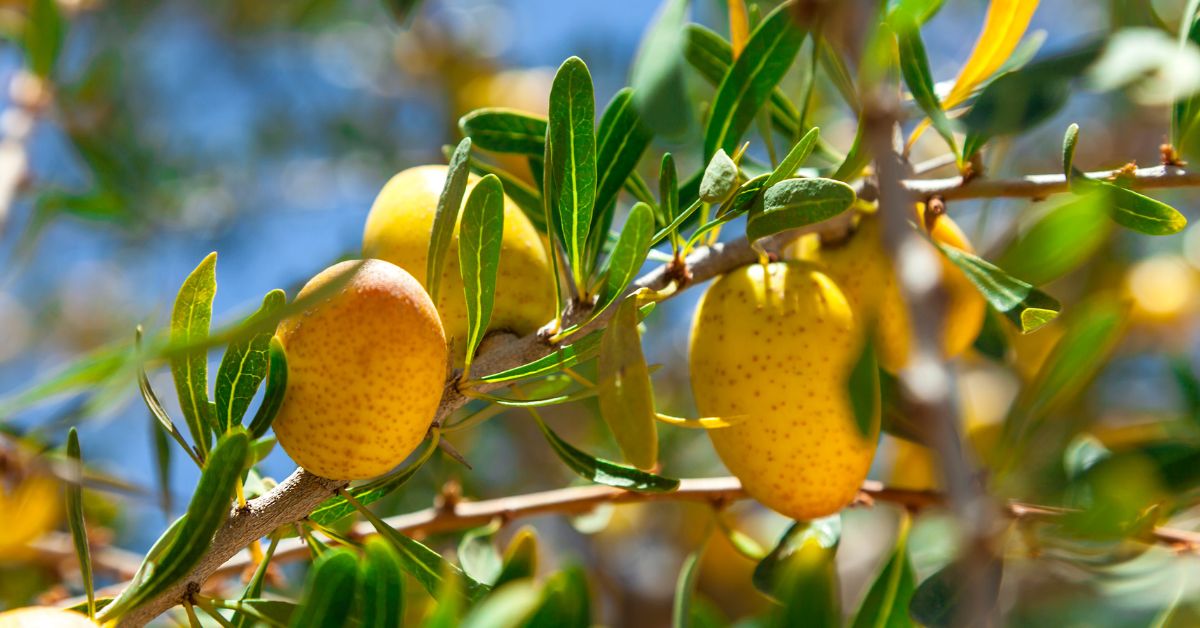 albero di argan